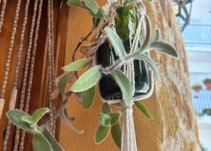 펜션 Casa Artista *